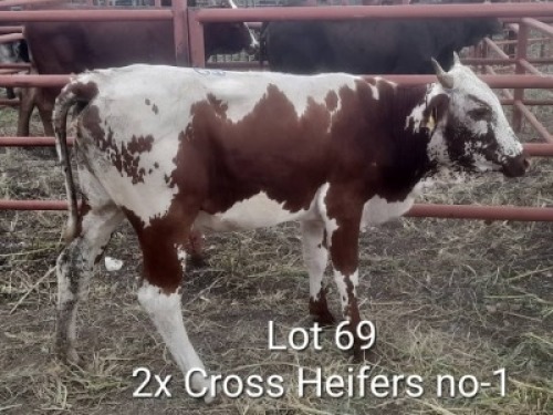 2X NGUNI COSS HEIFER Dalene Maree (Per animal to take the lot)