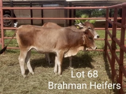 2X BRAHMANCROSS HEIFER Dalene Maree (Per animal to take the lot)