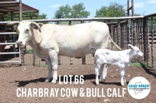 1+1X CHARBRA COW & CALF Calve Ranch(Pty)Ltd