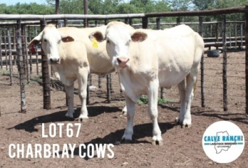 2X CHARBRA COW Calve Ranch(Pty)Ltd (Per animal to take the lot)