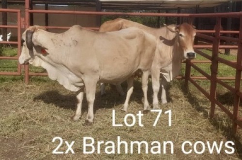 2X BRAHMANAN COW Summers in the sun(Pty)Ltd (Per animal to take the lot)