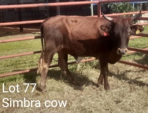 1X SIMRA COW Summers in the sun(Pty)Ltd