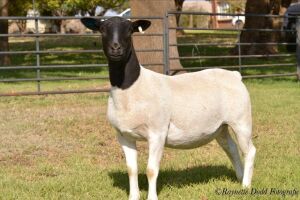 LOT 69 2 X DORPER OOI/EWE ELIZE VISSER T3 - DRAGTIG (PER STUK OM LOT TE NEEM)