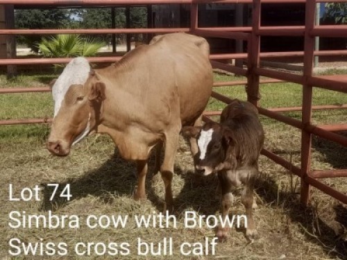 1+1X SIMRA COW & CALF Summers in the sun(Pty)Ltd