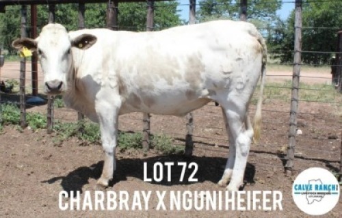 1X CHARBRA X NGUNI HEIFER Calve Ranch(Pty)Ltd
