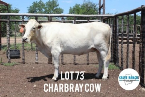 1X CHARBRA COW Calve Ranch(Pty)Ltd