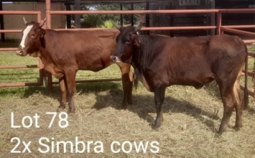 2X SIMRA HEIFER Summers in the sun(Pty)Ltd (Per animal to take the lot)