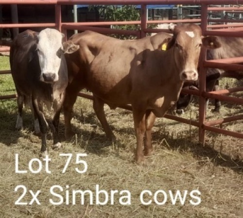 2X SIMRA COW Summers in the sun(Pty)Ltd (Per animal to take the lot)
