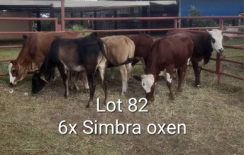 6X SIMRA OXEN Summers in the sun(Pty)Ltd (Per animal to take the lot)