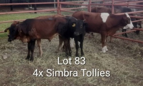 4X SIMRA TOLLIE Summers in the sun(Pty)Ltd (Per animal to take the lot)