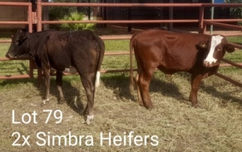 2X SIMRA HEIFER Summers in the sun(Pty)Ltd (Per animal to take the lot)