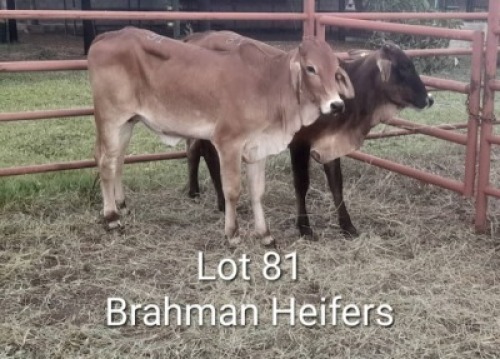 2X BRAHMANAN HEIFER Summers in the sun(Pty)Ltd (Per animal to take the lot)