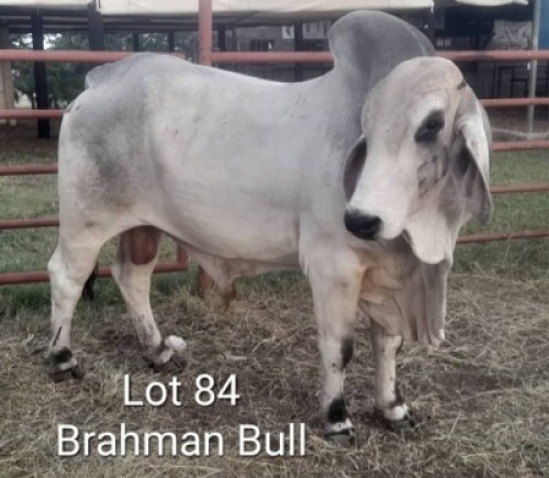 1X BRAHMANAN BULL Lesego Othusitse