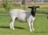LOT 69 2 X DORPER OOI/EWE ELIZE VISSER T3 - DRAGTIG (PER STUK OM LOT TE NEEM) - 2