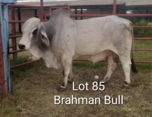 1X BRAHMANAN BULL Lesego Othusitse