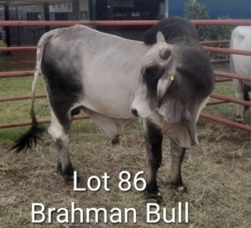 1X BRAHMANAN BULL Lesego Othusitse