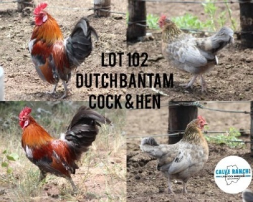 2X DUTCH BNTAM COCK & HEN Calve Ranch(Pty)Ltd (Per animal to take the lot)