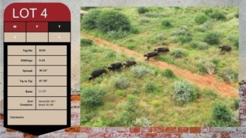 1X BUFFALO BULL 38 1/2" UZZI'A GAME & FARM