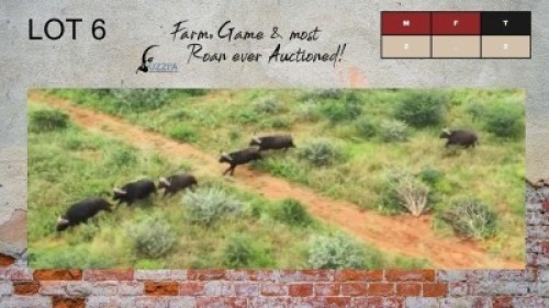2X BUFFALO BULLS 37 3/8" UZZI'A GAME & FARM (Pay per Animal)