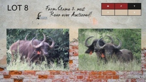 2X BUFFALO BULLS 30" UZZI'A GAME & FARM (Pay per Animal)