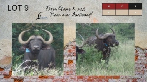 2X BUFFALO BULLS 32" UZZI'A GAME & FARM (Pay per Animal)