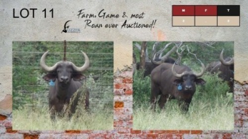 2X BUFFALO BULLS 29 3/4" UZZI'A GAME & FARM (Pay per Animal)