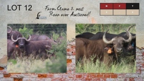 2X BUFFALO BULLS 26 7/8" UZZI'A GAME & FARM (Pay per Animal)