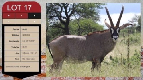 1X ROAN BULL 33 2/8" UZZI'A GAME & FARM