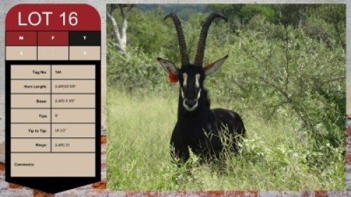 1X SABLE BULL 33 5/8" UZZI'A GAME & FARM
