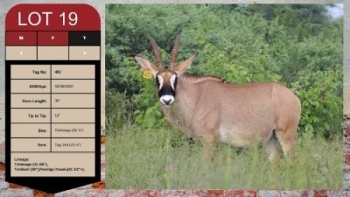 1X ROAN BULL 30" UZZI'A GAME & FARM