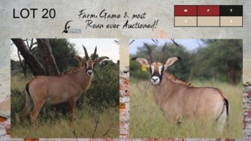2X ROAN BULLS 19-22" UZZI'A GAME & FARM