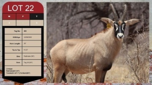 1X ROAN BULL 26" UZZI'A GAME & FARM