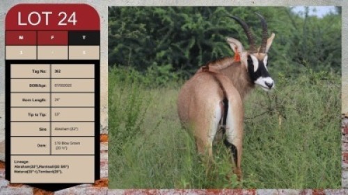 1X ROAN BULL 24" UZZI'A GAME & FARM