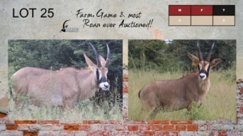 2X ROAN BULLS 21" UZZI'A GAME & FARM (Pay per Animal)