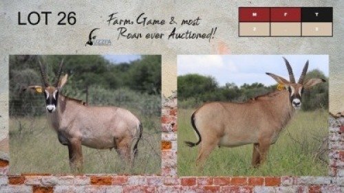 2X ROAN BULLS 24-26+" UZZI'A GAME & FARM (Pay per Animal)