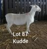 LOT 87 1 X OOI LARRY SNYDERS WIT DORPERS - T3