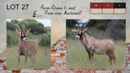 2X ROAN BULLS 26" UZZI'A GAME & FARM (Pay per Animal)