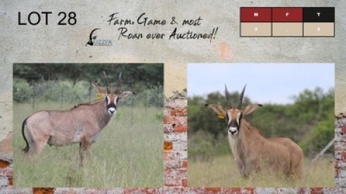 2X ROAN BULLS 19+" UZZI'A GAME & FARM (Pay per Animal)