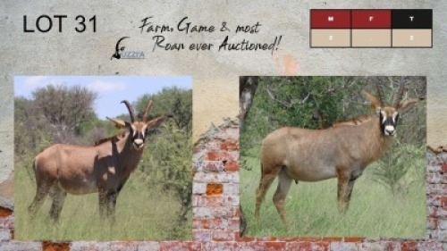 2X ROAN BULLS 22-26+" UZZI'A GAME & FARM (Pay per Animal)