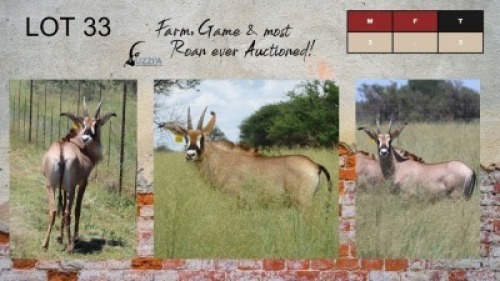 3X ROAN BULLS 12-14+" UZZI'A GAME & FARM (Pay per Animal)
