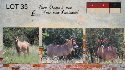 3X ROAN BULLS 18 -22+" UZZI'A GAME & FARM (Pay per Animal)