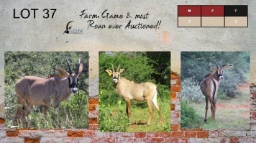 3X ROAN BULLS 11- 16+4" UZZI'A GAME & FARM (Pay per Animal)