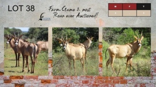 3X ROAN BULLS 10-12+" UZZI'A GAME & FARM (Pay per Animal)