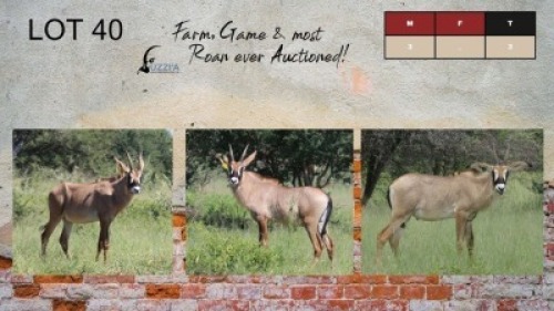 3X ROAN BULLS 10" UZZI'A GAME & FARM (Pay per Animal)