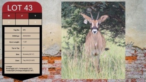 1X ROAN BULLS 7+" UZZI'A GAME & FARM (Pay per Animal)