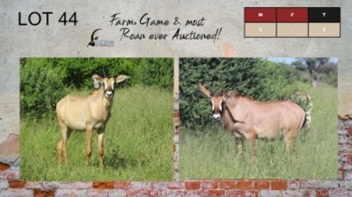 2X ROAN BULLS 6-7+" UZZI'A GAME & FARM (Pay per Animal)