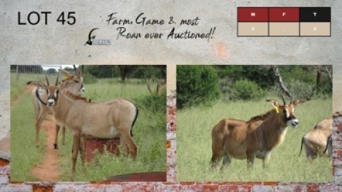 2X ROAN BULLS 7-8" UZZI'A GAME & FARM (Pay per Animal)