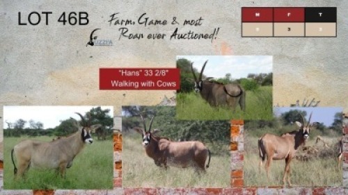 3X ROAN COWS 22-24" UZZI'A GAME & FARM (Pay per Animal)