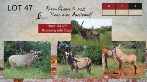 2+1X ROAN COWS 19- 23" UZZI'A GAME & FARM (Pay per Animal)