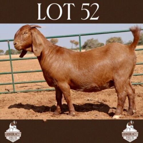 1 X OOI/EWE KROKODILNEST - F